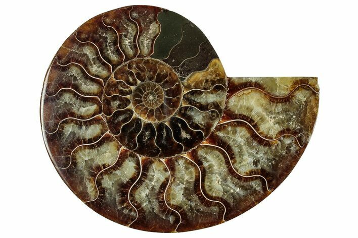 Cut & Polished Ammonite Fossil (Half) - Madagascar #329186